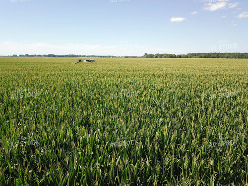 Spraying Corn 79114
