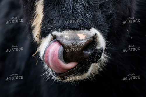 Cow Nose Close Up 192054