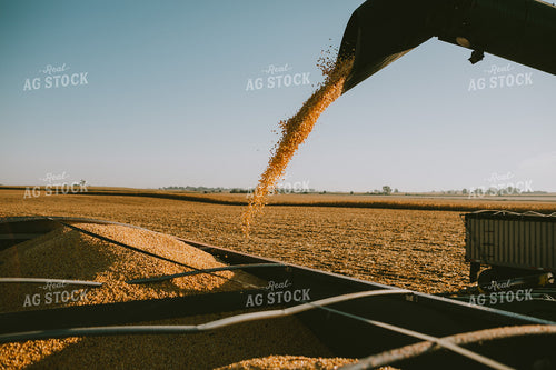Augering Corn into Truck 4654