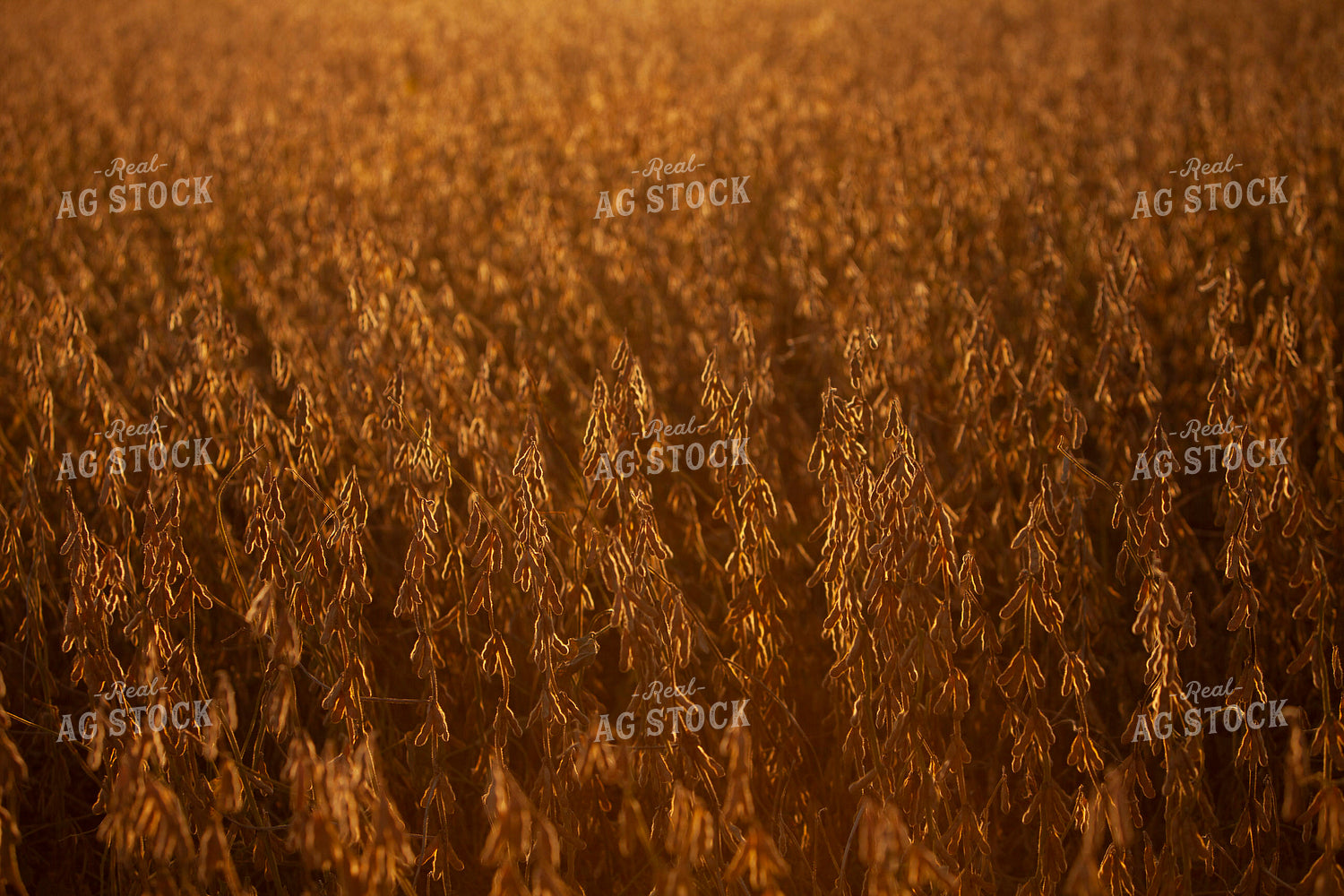 Soybeans - Dry 1608