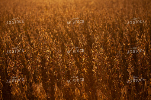 Soybeans - Dry 1608