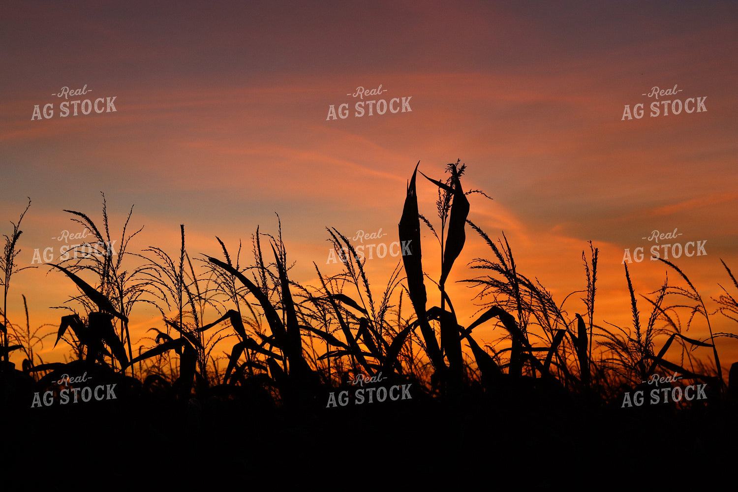Corn at Sunset 109138