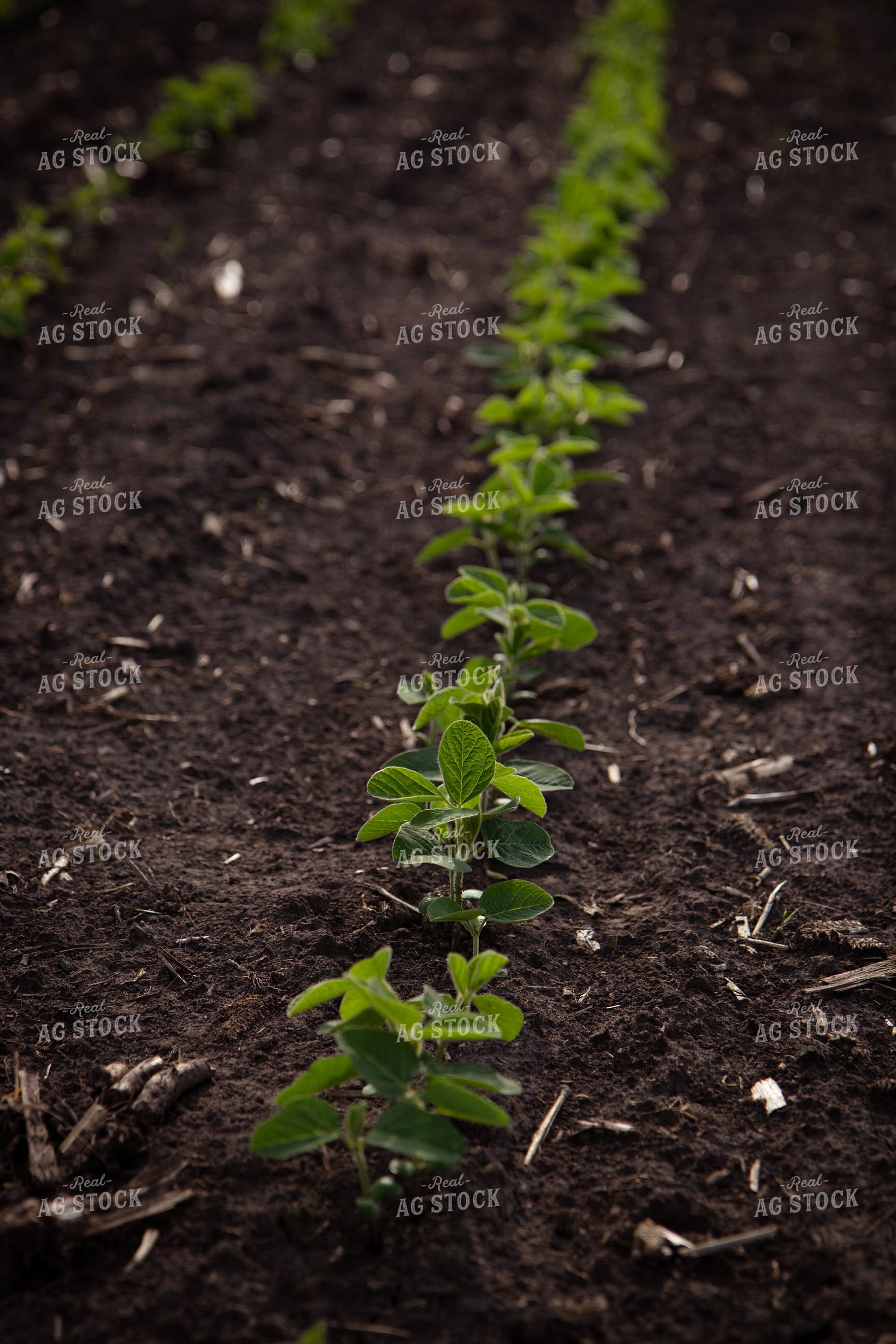 Early Growth Soybeans 268279