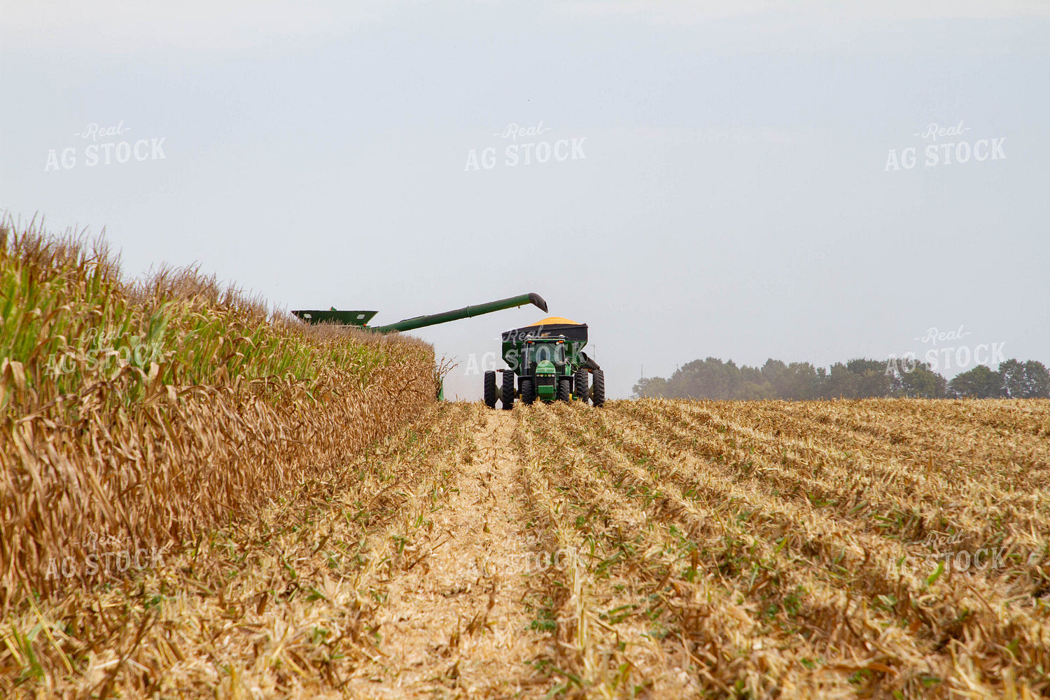 Corn Harvest 79136