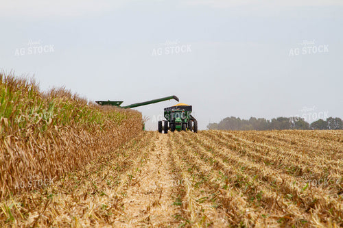 Corn Harvest 79136