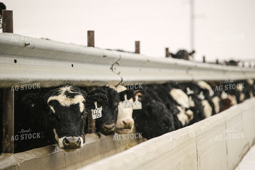 Black Baldy Cattle Eating out of Feed Bunk in Feedlot 70101