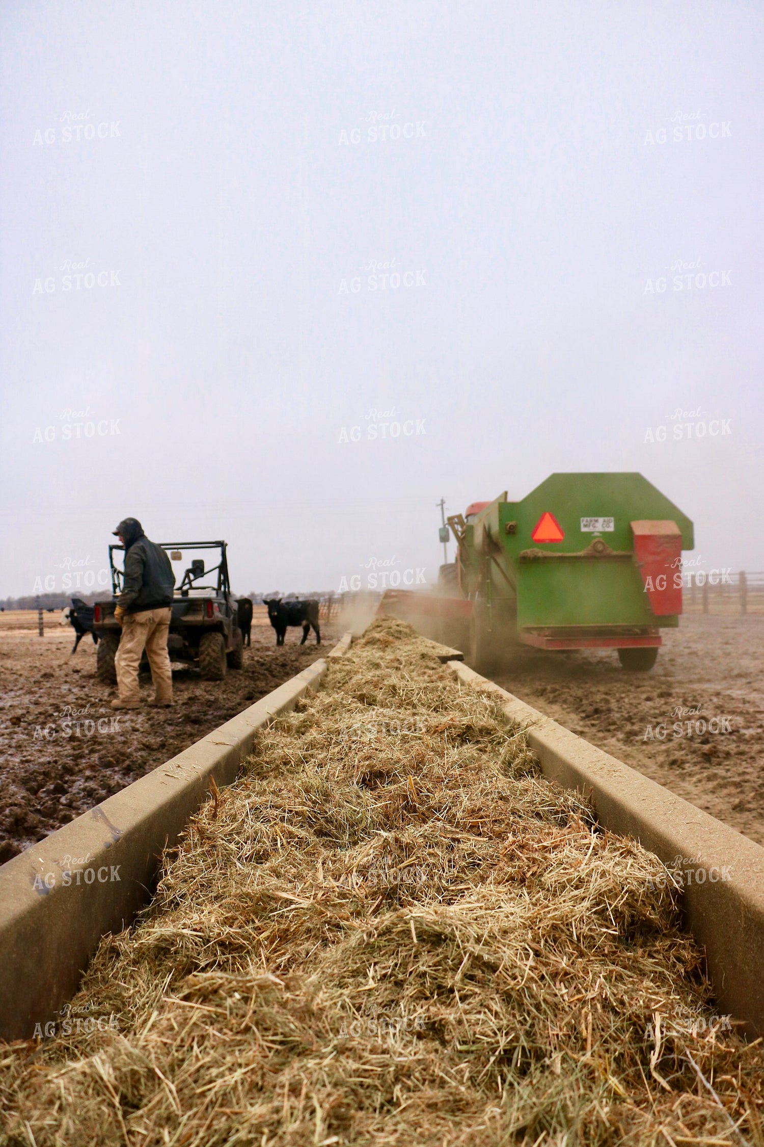 Feeding Cattle 299295