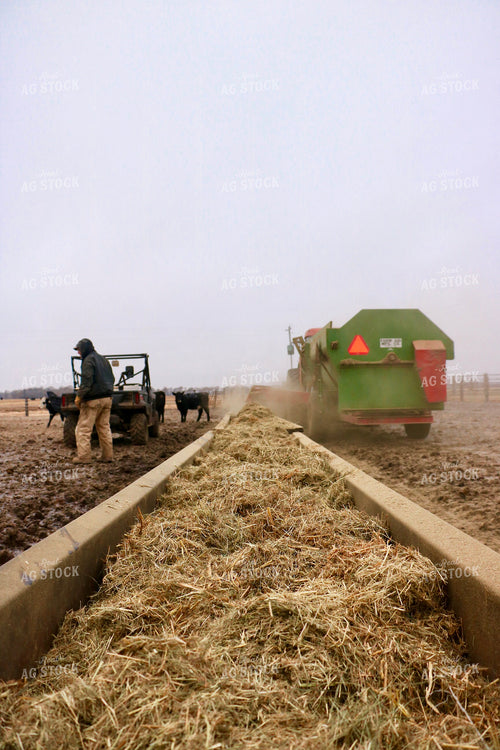 Feeding Cattle 299295
