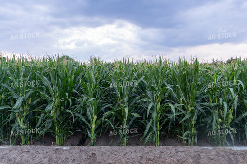 Furrow Irrigated Corn Field 65423