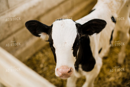 Dairy 2717