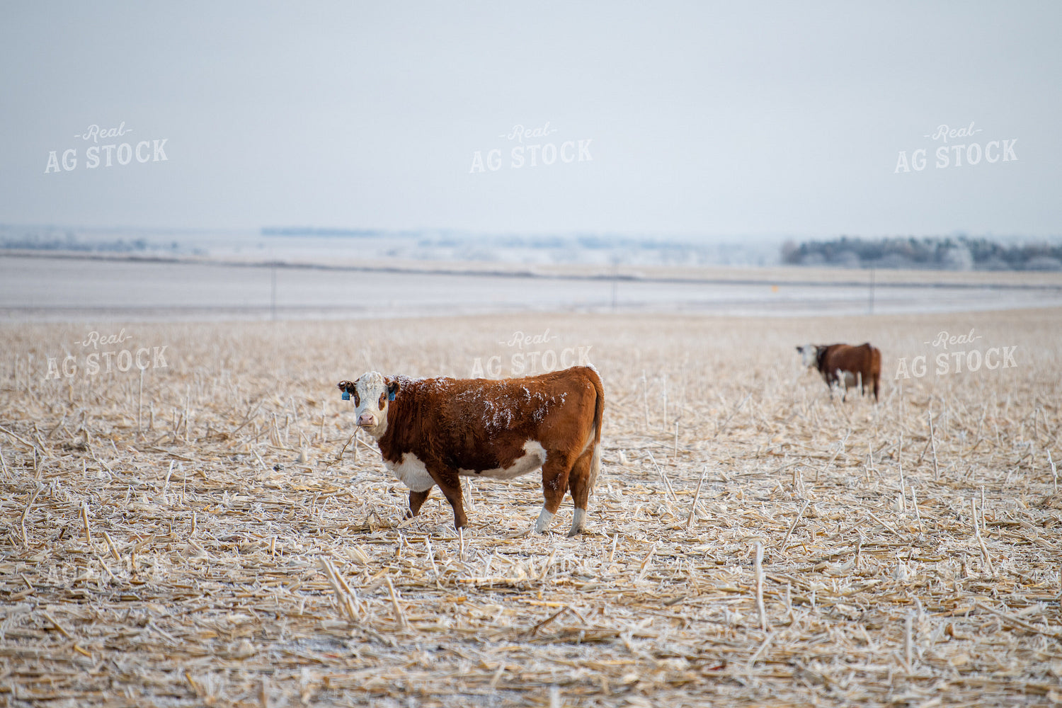 Hereford Cattle on Cornstalks 212181