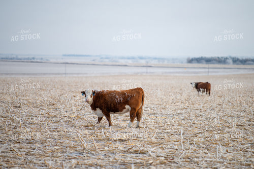 Hereford Cattle on Cornstalks 212181