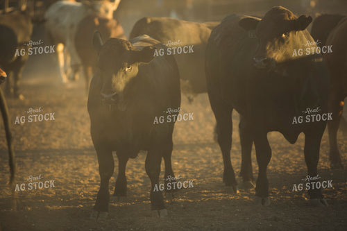 Feedyard Cattle 3815