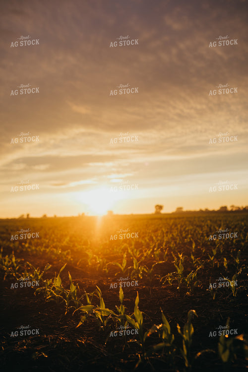 Early Stage Corn after Rain 4318