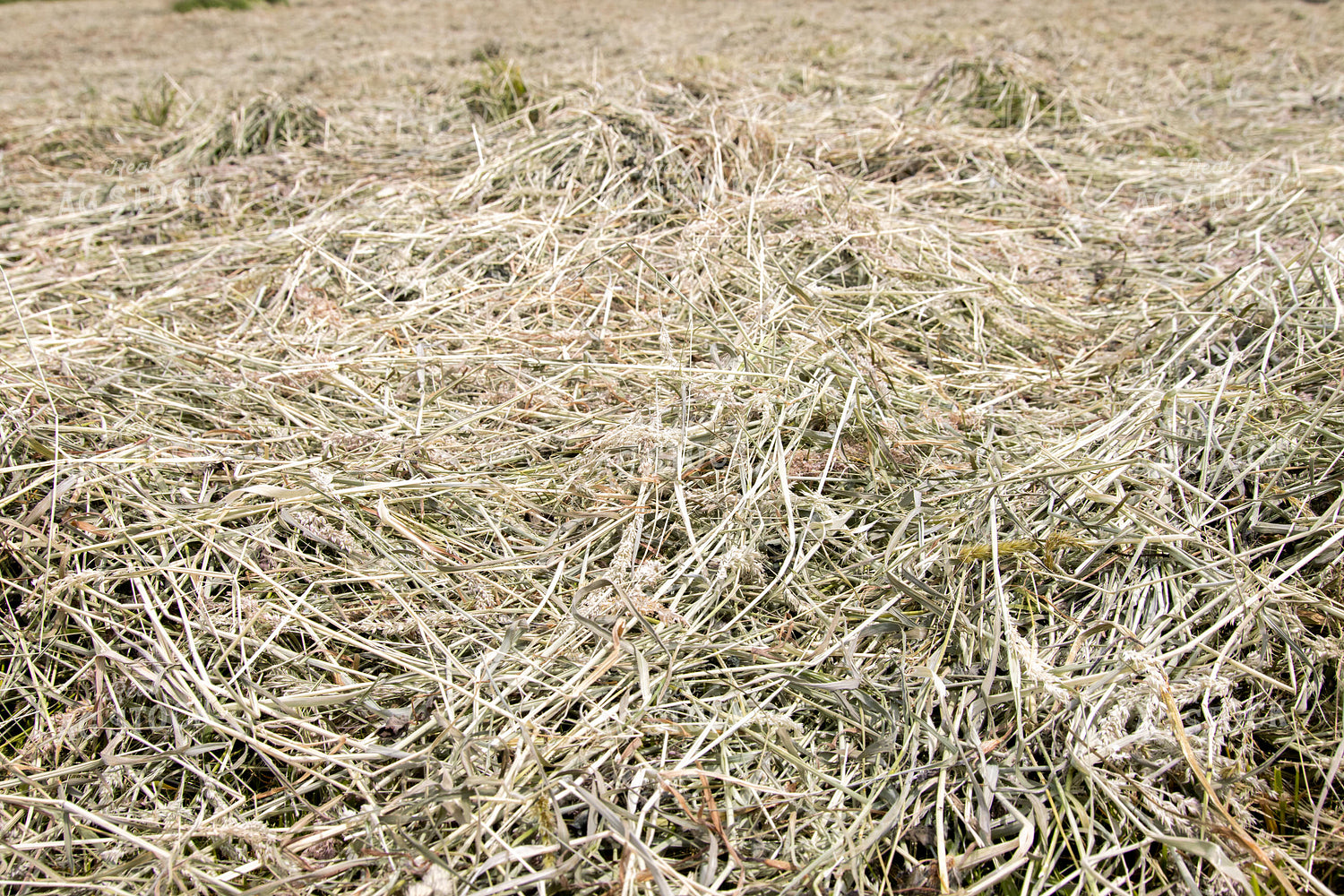 Dried Hay in Field 52161