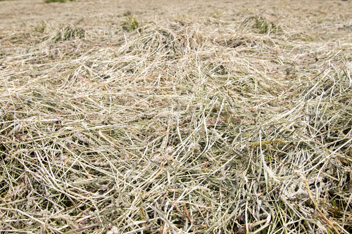 Dried Hay in Field 52161