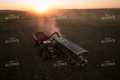Unloading Harvested Wheat 135047