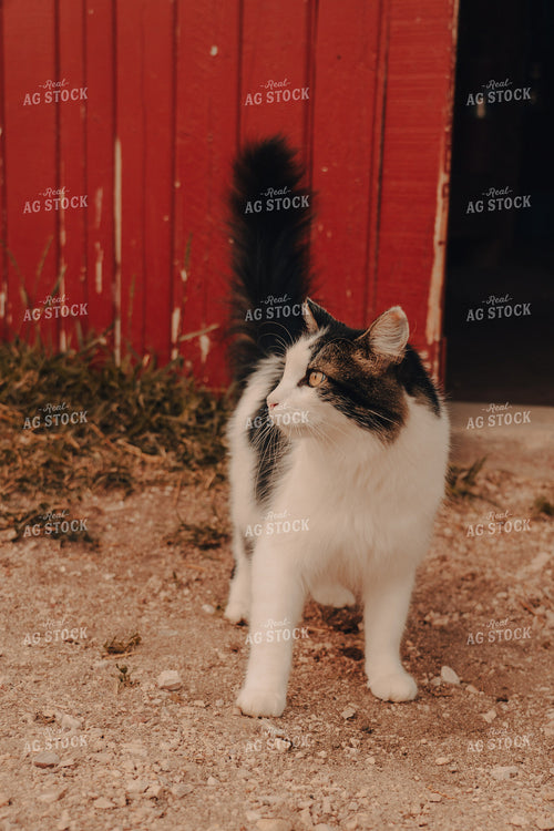 Ranch Cat 58143