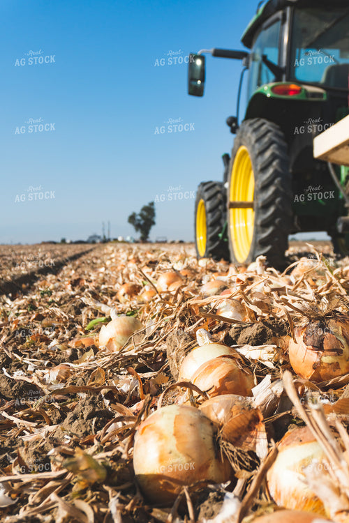 Onion Harvest 276014
