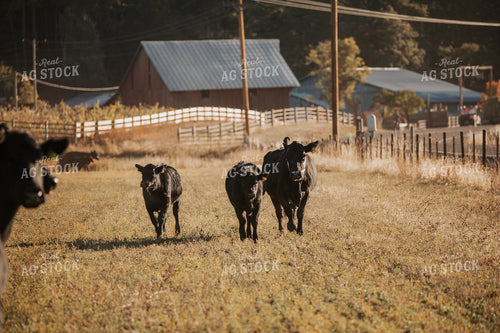 Angus Cattle in Pasture 66052