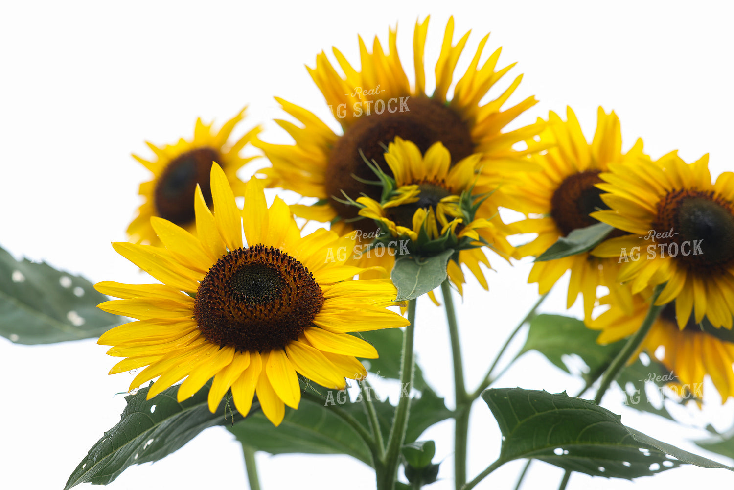 Sunflower 178136