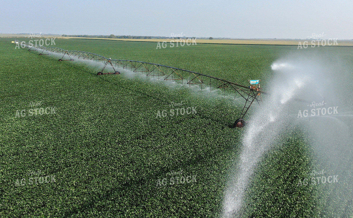Irrigated Soybean Field 141027
