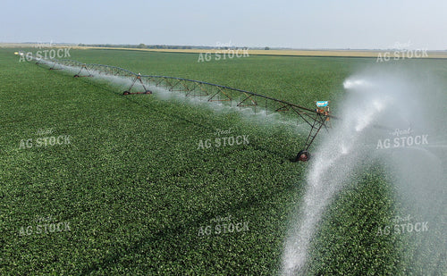 Irrigated Soybean Field 141027