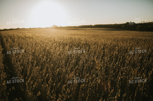 Dried Soybean Field at Sunrise 5189