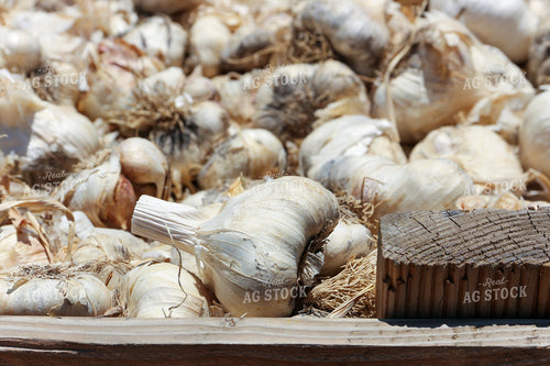 Garlic 105046