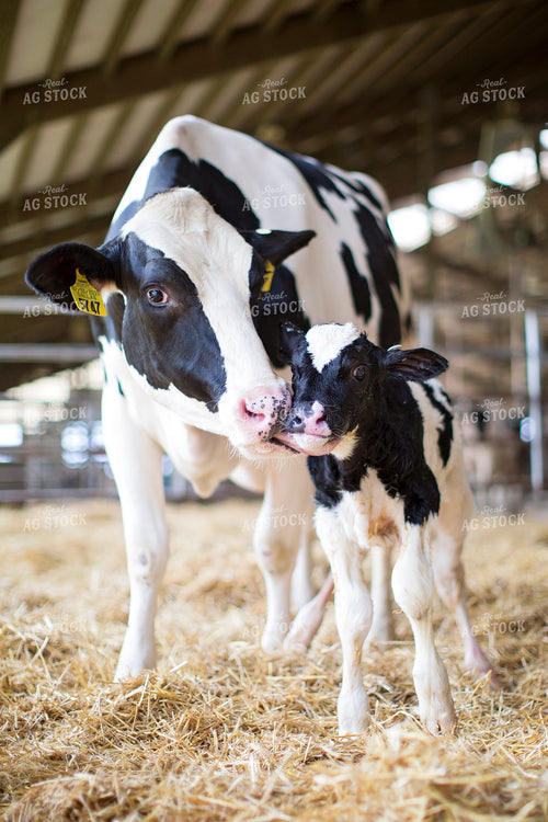 Holstein Cow-Calf 55146