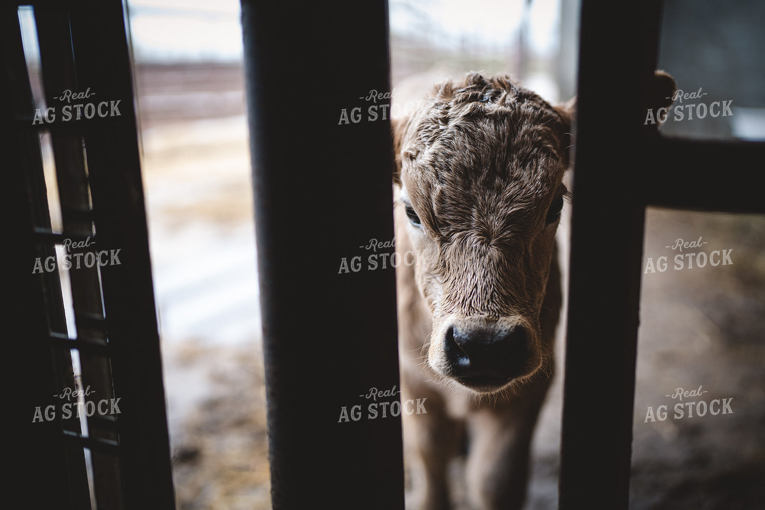 Charolais Calf 196015