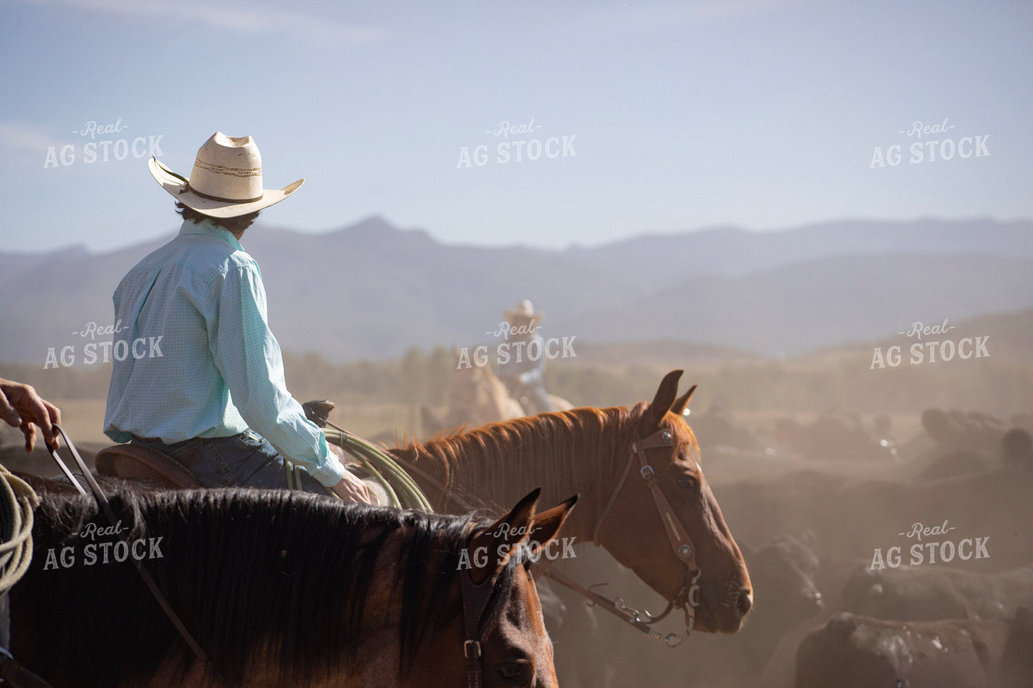 Cowboy Checking Cattle 117427