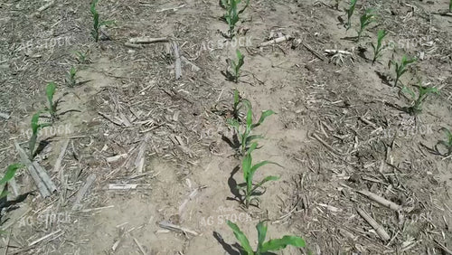 Fly Over of Corn Field 65153