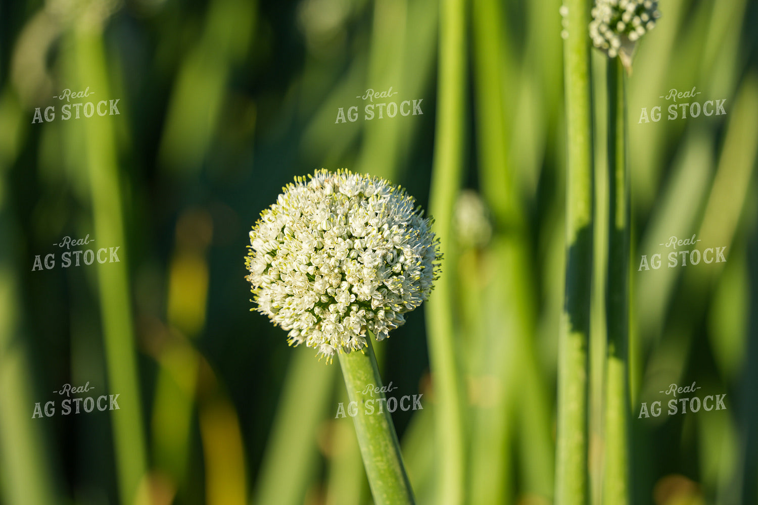 Onion Seed Field 65812