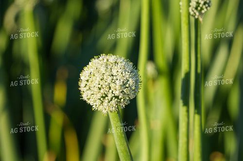 Onion Seed Field 65812