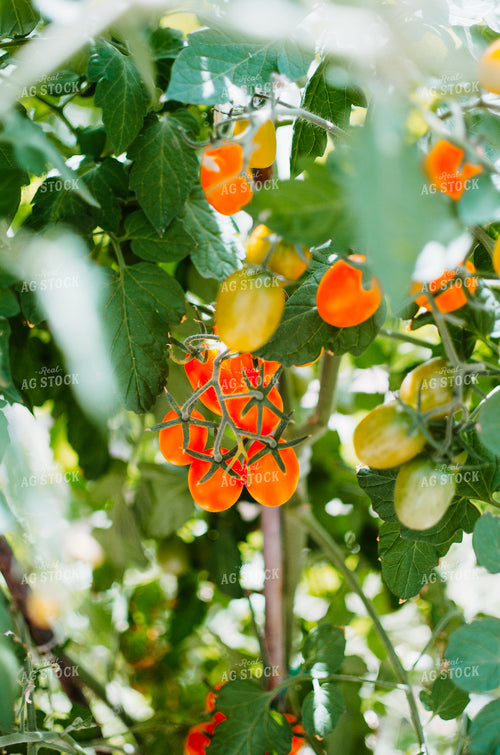 Cherry Tomato Plant 125002