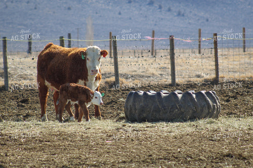 Hereford Cow and Calf Pair 78106