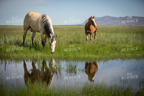 Horses and Reflection 78218