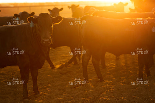 Feedyard Cattle at Sunrise 3823
