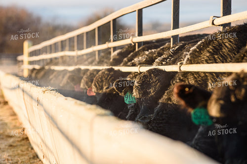 Cattle Eating Out of Trough 51055