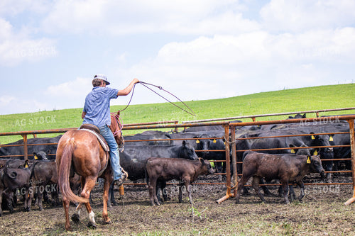 Rancher Roping Cattle 214202