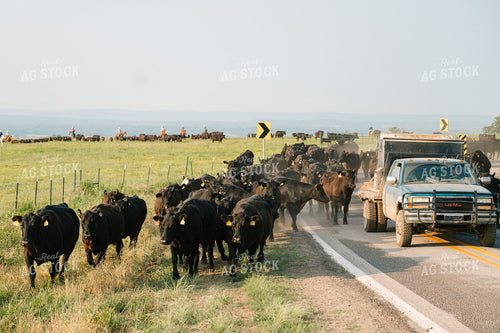 Angus Cattle on the Move 125112