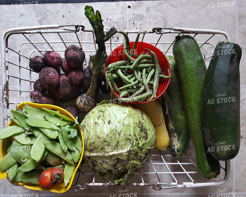 Garden Produce in Basket 76092