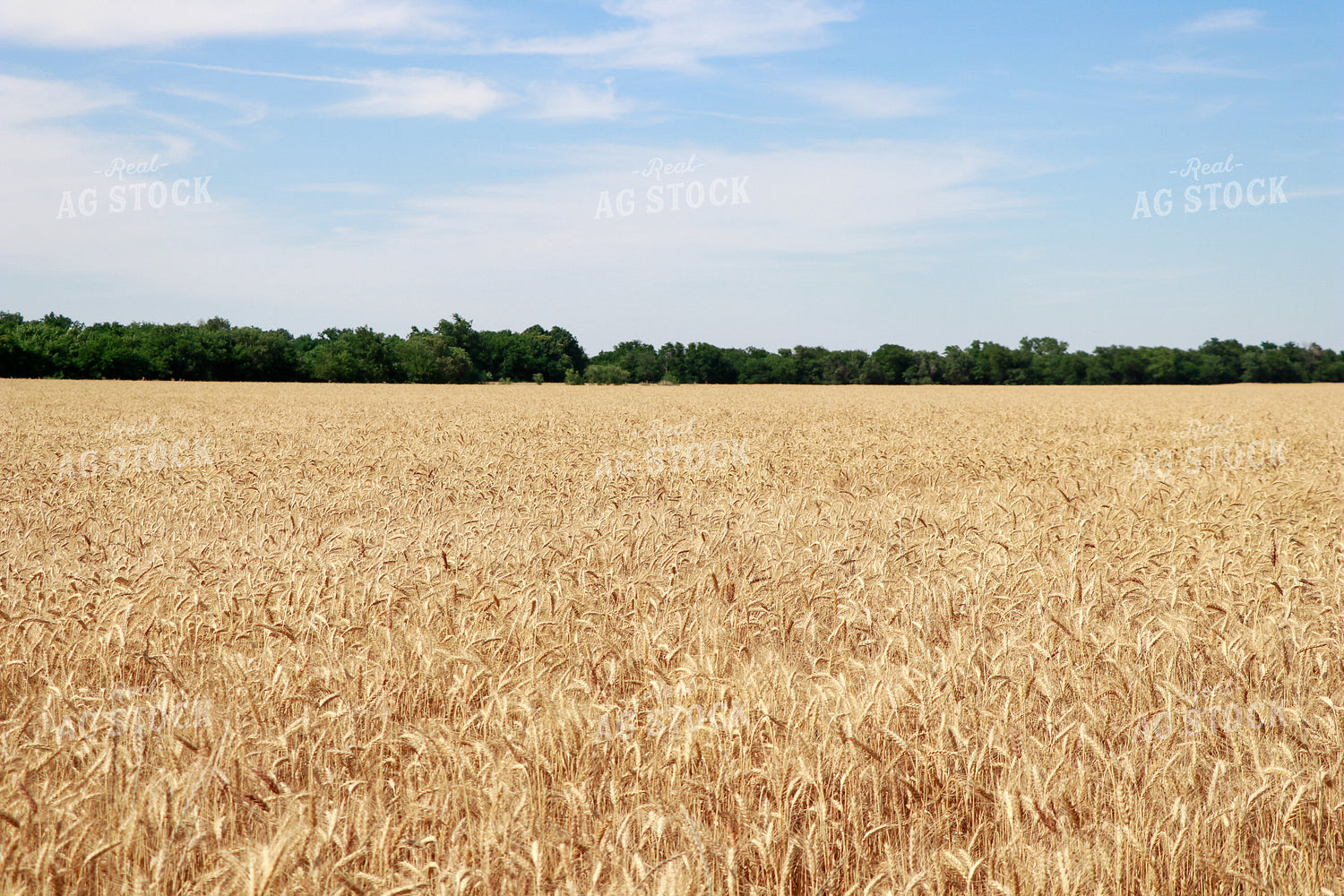 Dried Wheat Field 60019