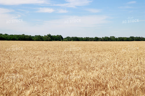Dried Wheat Field 60019