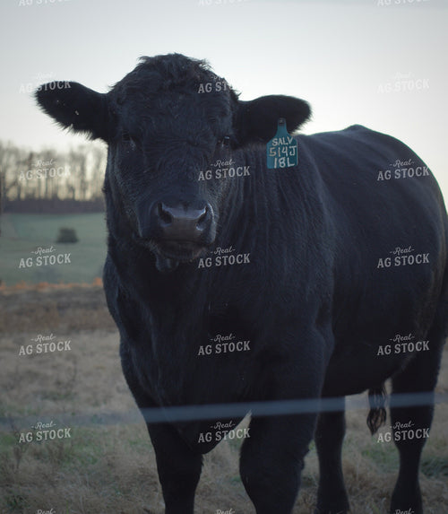 Black Angus Cattle 251114