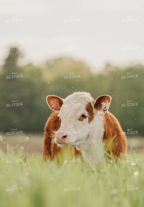 Hereford Calf in Pasture 68090