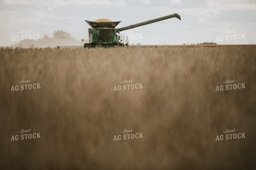 Soybean Harvest 6875