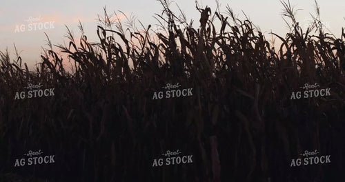 Combine Unloading Corn On-the-Go at Dusk - Camera Pan 3942