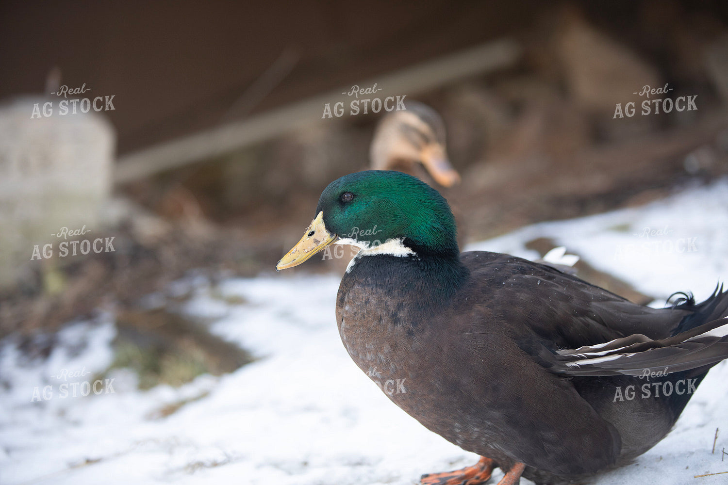 Duck in Snow 117480